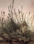 Albrecht Durer The Large Turf oil on canvas